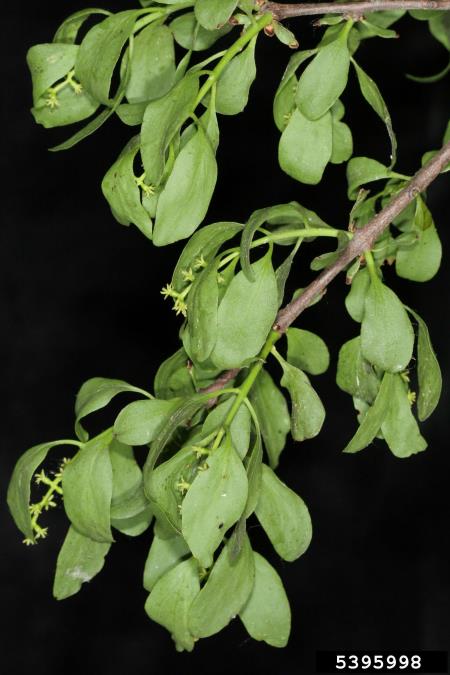 navadno ohmelje (<i>Loranthus europaeus</i>)