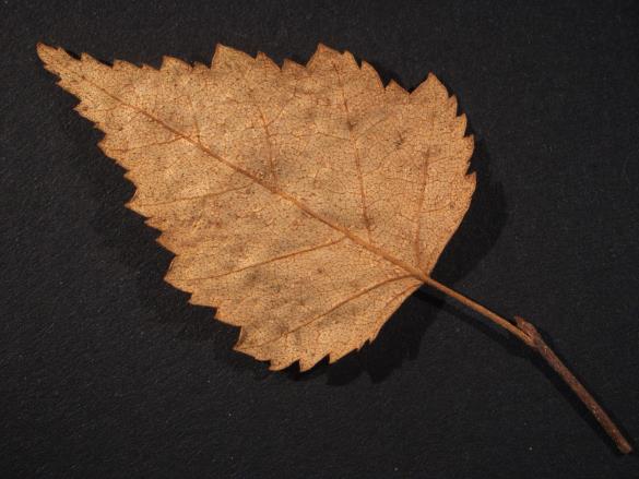 Melampsora betulina