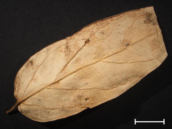 Cronartium asclepiadeum