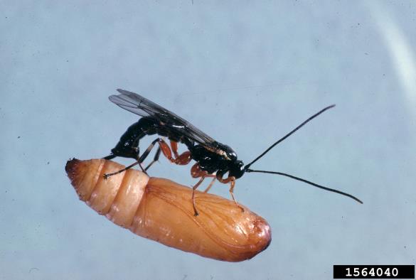 <i>Apechthis</i> na <i>Galleria mellonella</i>