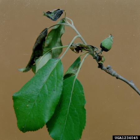 <i>Erwinia amylovora</i> na <i>Malus domestica</i>