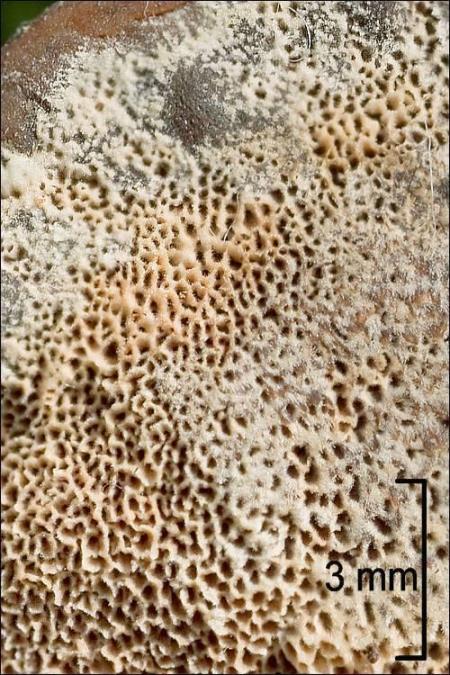 Inonotus radiatus