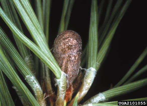 navadna borova grizlica (<i>Diprion pini</i>) na <i>Pinus sylvestris</i>