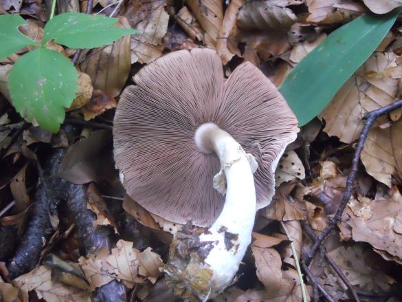 Agaricus essettei