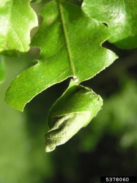 zavijač (<i>Attelabus</i>) na <i>Quercus</i> spp.