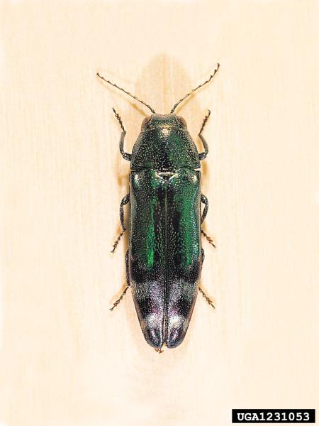 <i>Coraebus fasciatus</i>