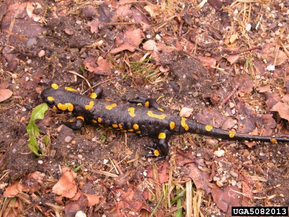 navadni močerad (<i>Salamandra salamandra</i>)