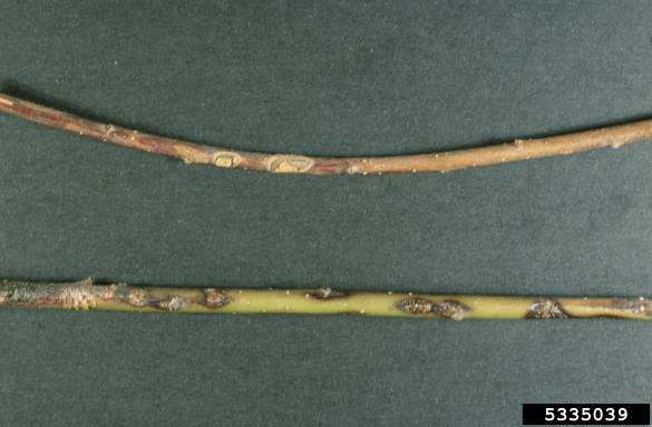 sušica vrbovih vej (<i>Physalospora miyabeana</i>) na <i>Salix</i> spp.