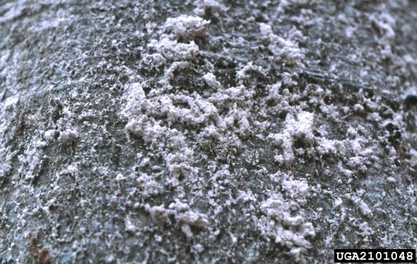 bukov kapar (<i>Cryptococcus fagisuga</i>) na <i>Fagus sylvatica</i>