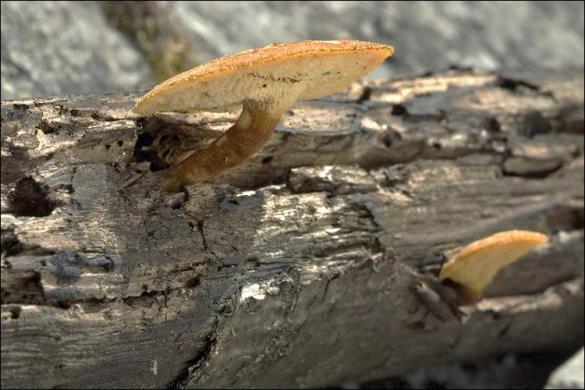 Polyporus arcularius