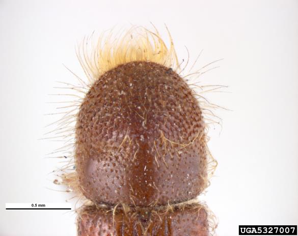 krivozobi jelov lubadar (<i>Pityokteines curvidens</i>)
