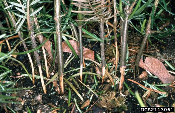 <i>Tipula</i> na <i>Abies alba</i>