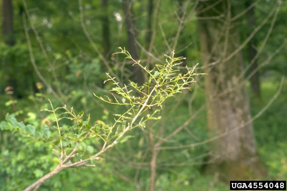 jesenova črna listna osa (<i>Tomostethus nigritus</i>) na <i>Fraxinus</i> spp.