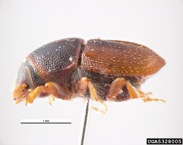 hrastov beljavar (<i>Scolytus intricatus</i>)