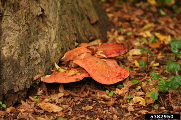 jetrasta cevača (<i>Fistulina hepatica</i>) na <i>Quercus</i> spp.