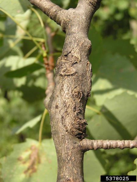 jelšar (<i>Cryptorrhynchus lapathi</i>) na <i>Populus</i> spp.