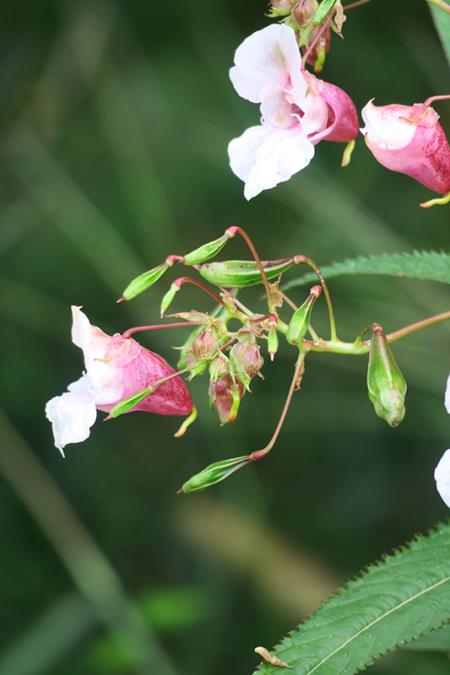 <i>Impatiens glandulifera</i>