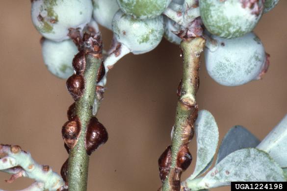 češpljev kapar (<i>Parthenolecanium corni</i>) na <i>Vaccinium</i> spp.