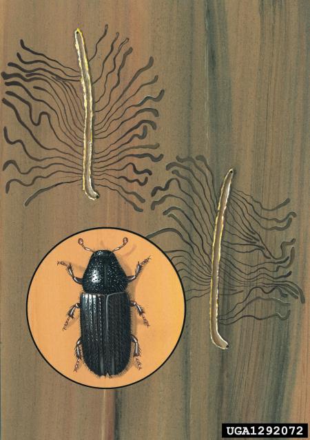 veliki borov strženar (<i>Tomicus piniperda</i>)
