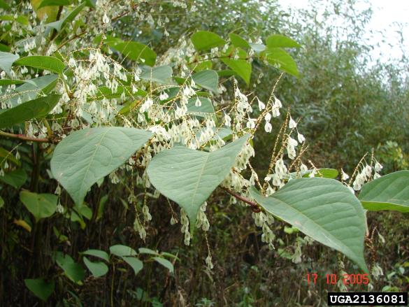 sahalinski dresnik (<i>Fallopia sachalinensis</i>)