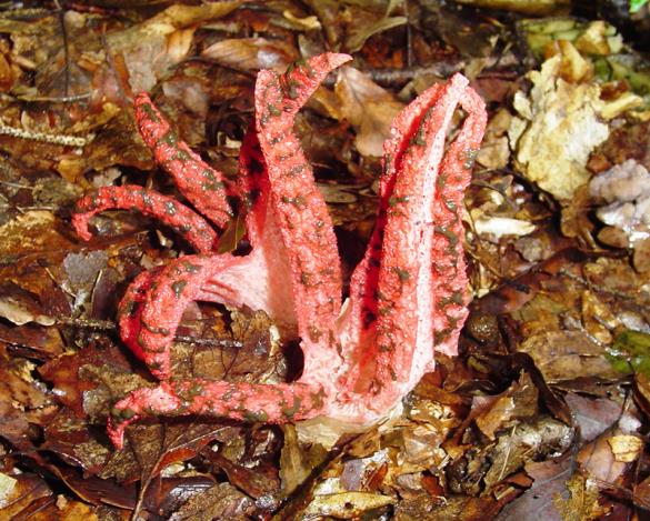 <i>Clathrus archeri</i>
