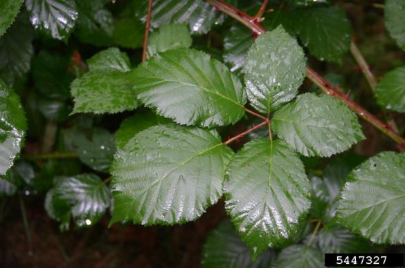 <i>Rubus armeniacus</i>