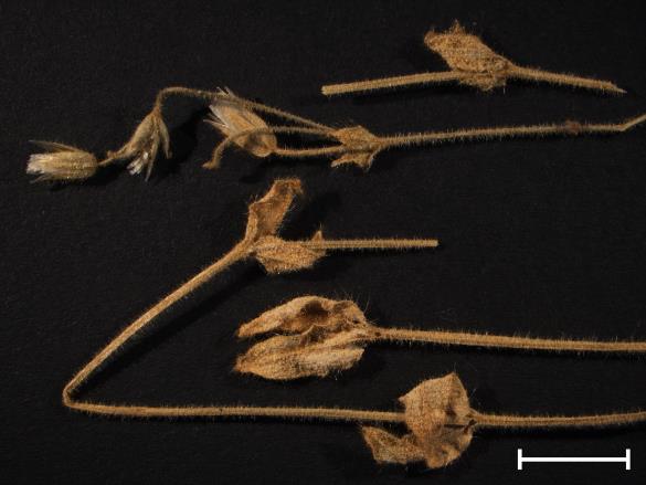 Melampsora cerastii