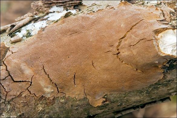 Phellinus punctatus