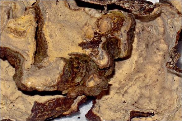 Stereum rugosum