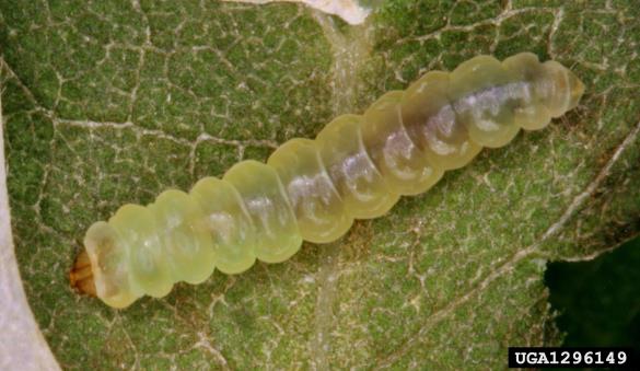 robinijev listni zavrtač (<i>Parectopa robiniella</i>)