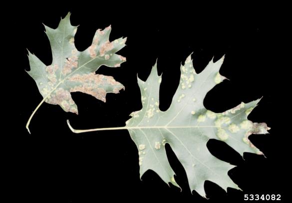mehurjenje hrastovih listov (<i>Taphrina caerulescens</i>) na <i>Quercus</i> spp.