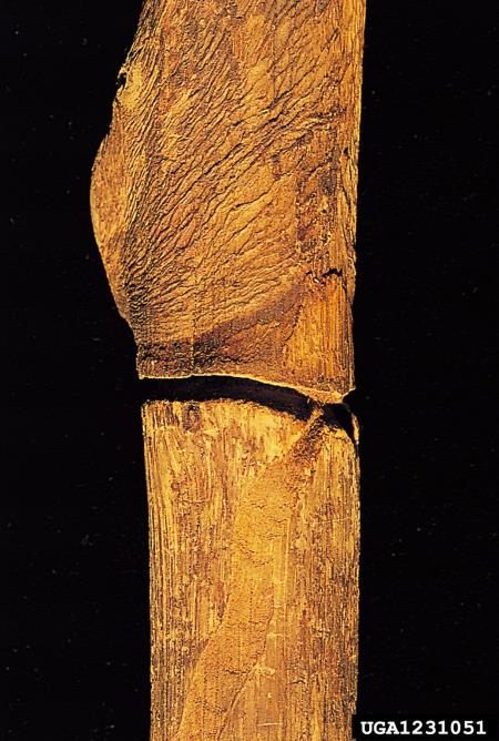 <i>Coraebus fasciatus</i>