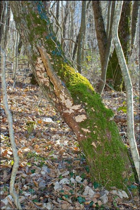 Haematostereum rugosum