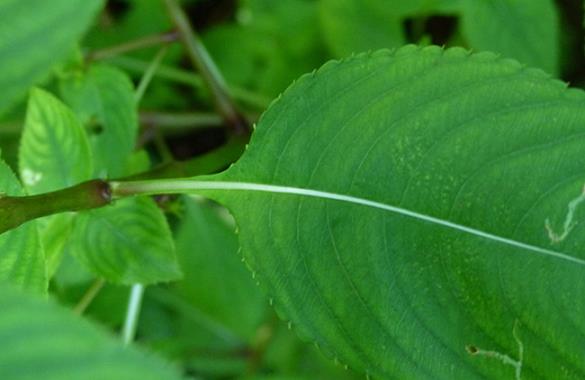 <i>Impatiens balfourii</i>