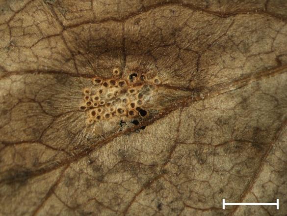 Aecidium valerianearum 