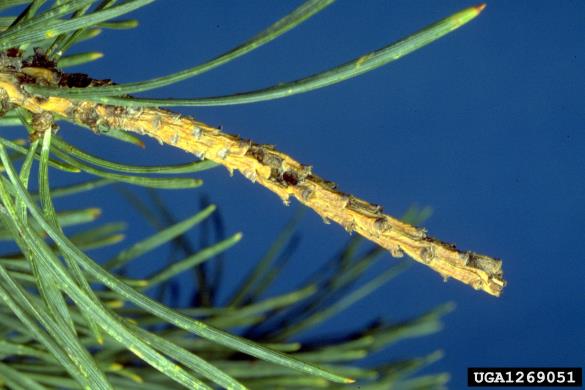 mali borov strženar (<i>Tomicus minor</i>) na <i>Pinus sylvestris</i>