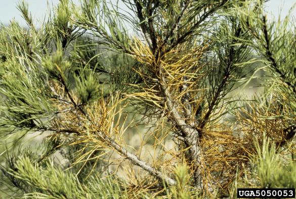 <i>Cyclaneusma minus</i> na <i>Pinus virginiana</i>