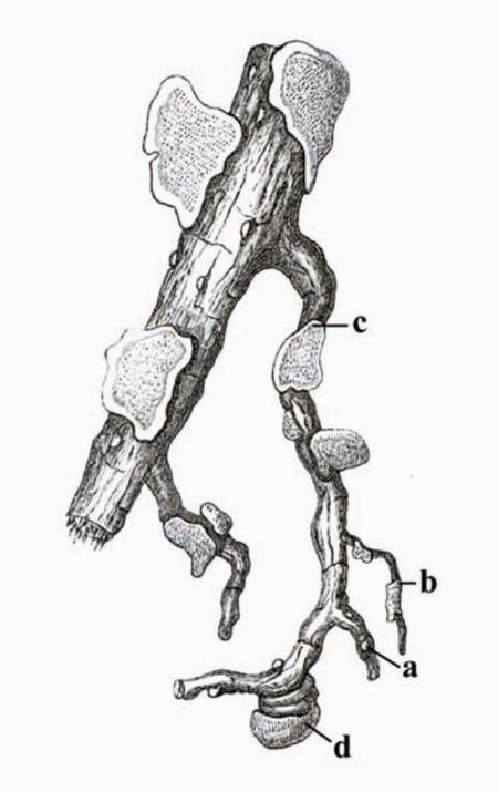 Heterobasidion annosum