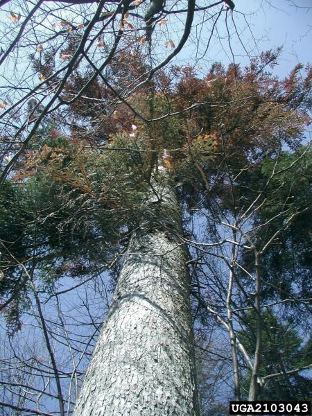 zrnati jelov lubadar, mali jelov lubadar (<i>Cryphalus piceae</i>) na <i>Abies alba</i>