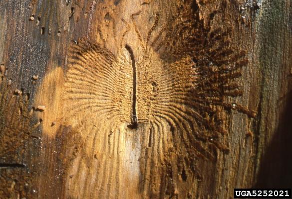 mali brestov beljavar (<i>Scolytus multistriatus</i>) na <i>Ulmus americana</i>