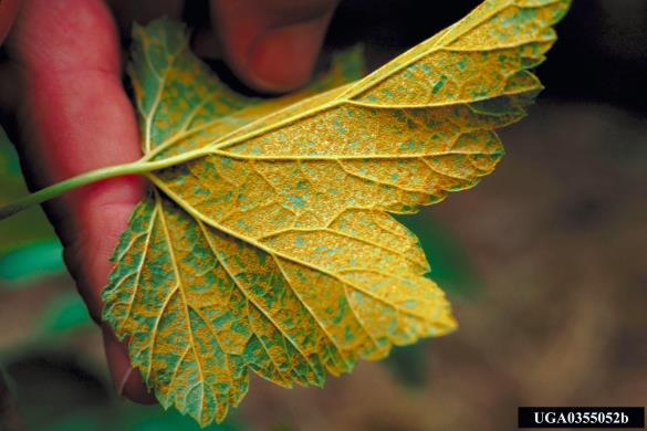 mehurjevka zelenega bora ali ribezova rja (<i>Cronartium ribicola</i>) na <i>Ribes</i> spp.