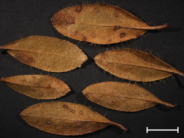 Chrysomyxa rhododendri 