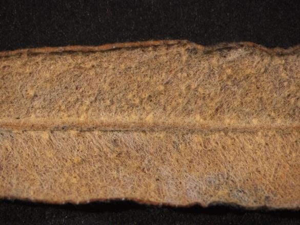 Melampsora salicina