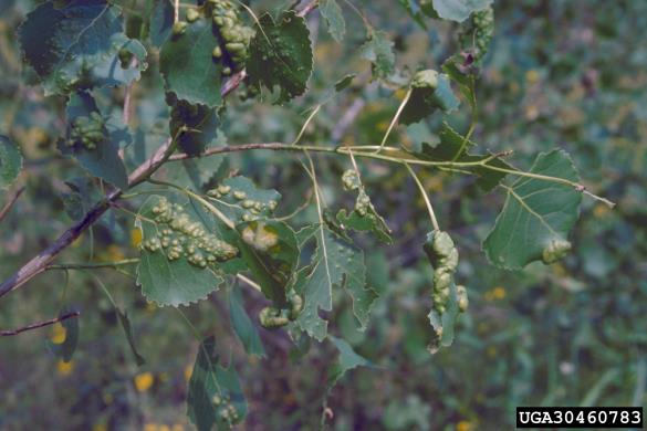 zlata bulavost topolovega listja (<i>Taphrina populina</i>) na <i>Populus deltoides</i>