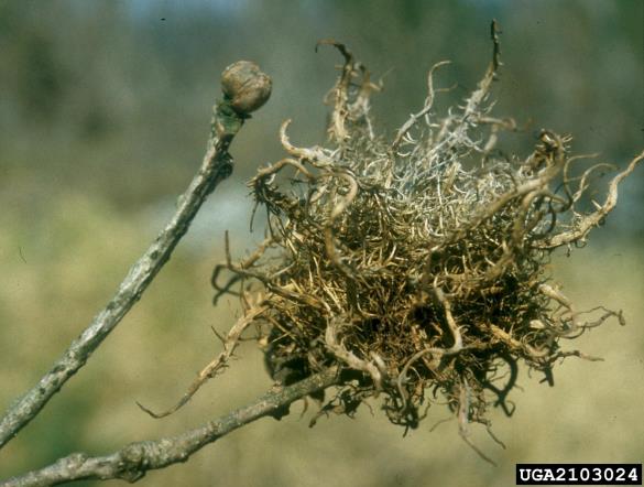 <i>Andricus caputmedusae</i> na <i>Quercus pubescens</i>