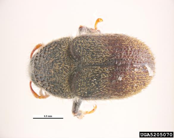 <i>Phloeotribus scarabaeoides</i>