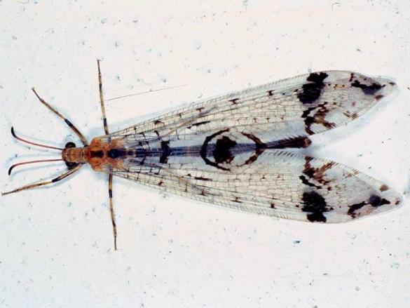 gozdni volkec