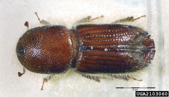 dvanajsterozobi borov lubadar (<i>Ips sexdentatus</i>)