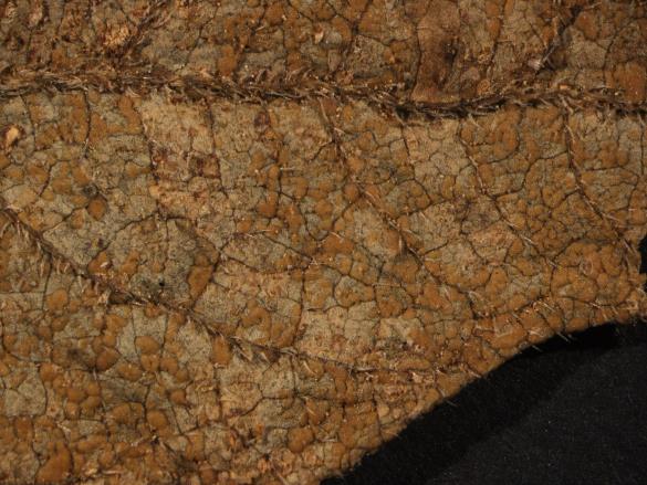 Coleosporium campanulae