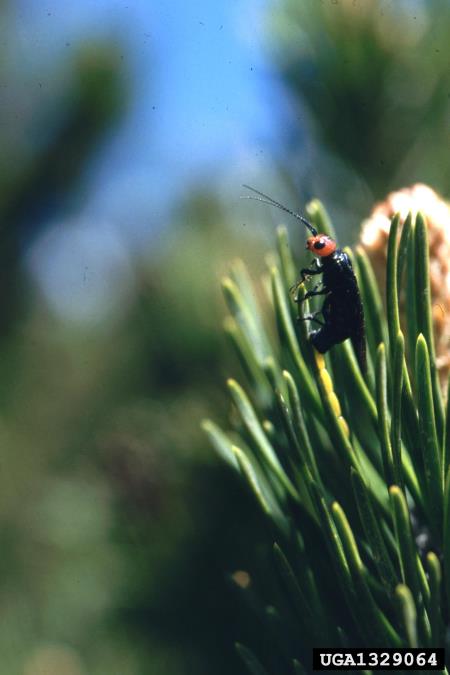 jeklenomodra borova zapredkarica (<i>Acantholyda erythrocephala</i>) na <i>Pinus mugo</i>